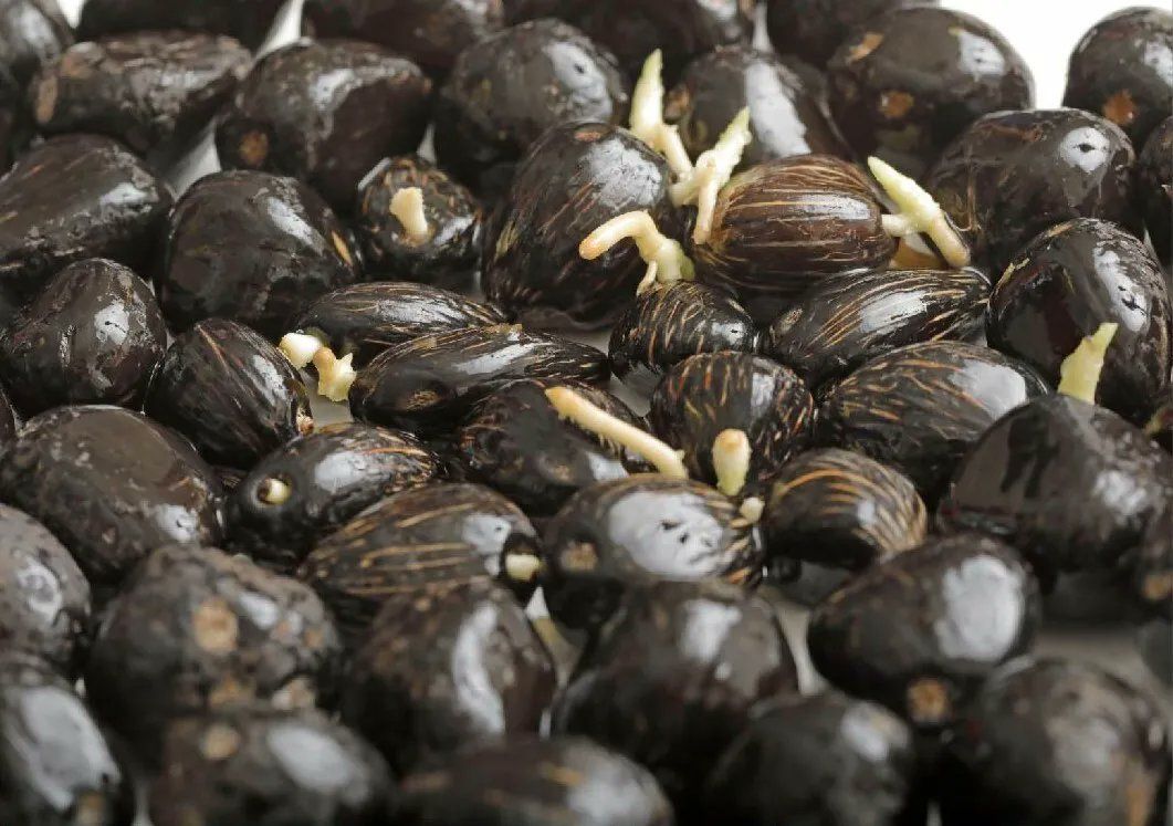 Indonesia y Malasia donan 82 mil semillas de palma aceitera a Honduras