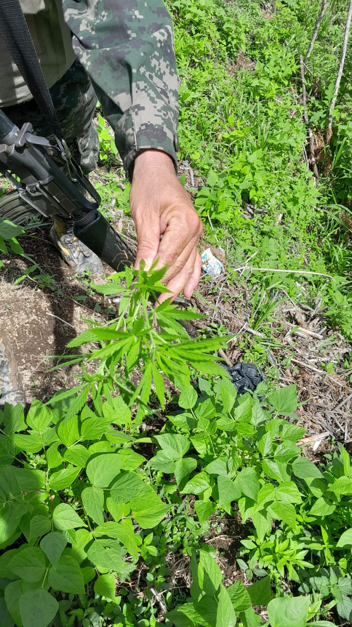 Aseguran plantación de droga en El Paraíso