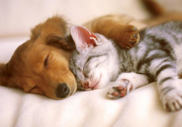 ¿Cómo detectar malestar en mi mascota?