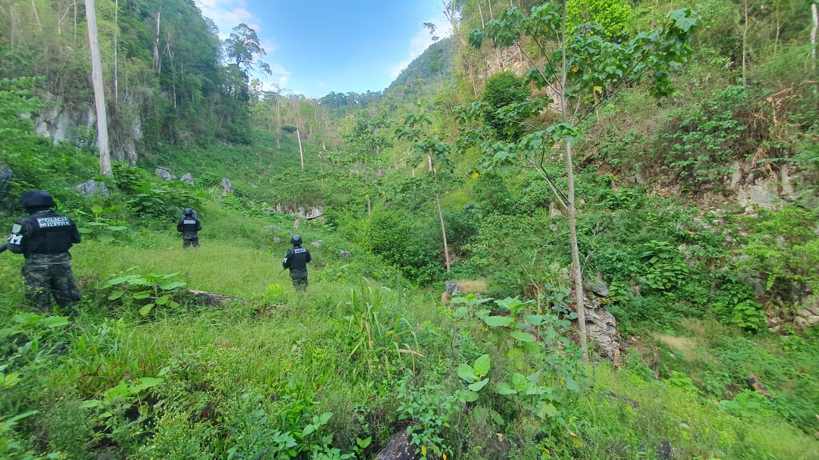 FF.AA. realizo el aseguramiento de plantación de droga en Olancho