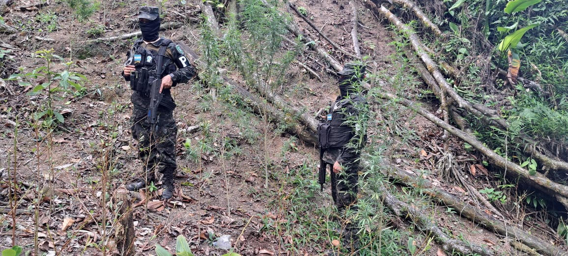 Fuerzas Armadas ejecuto el aseguramiento de plantación de droga en Olanchito