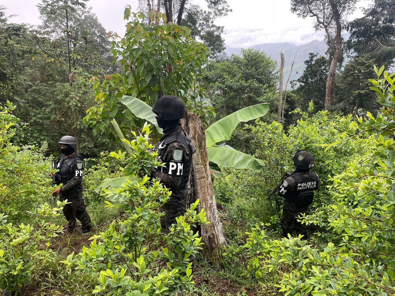 FF.AA. asegura dos plantaciones de arbustos de hoja de coca y un narcolaboratorio en Yoro