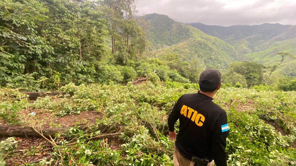 10 manzanas de tierra cultivadas con hoja de coca serán erradicadas por la ATIC en Olanchito