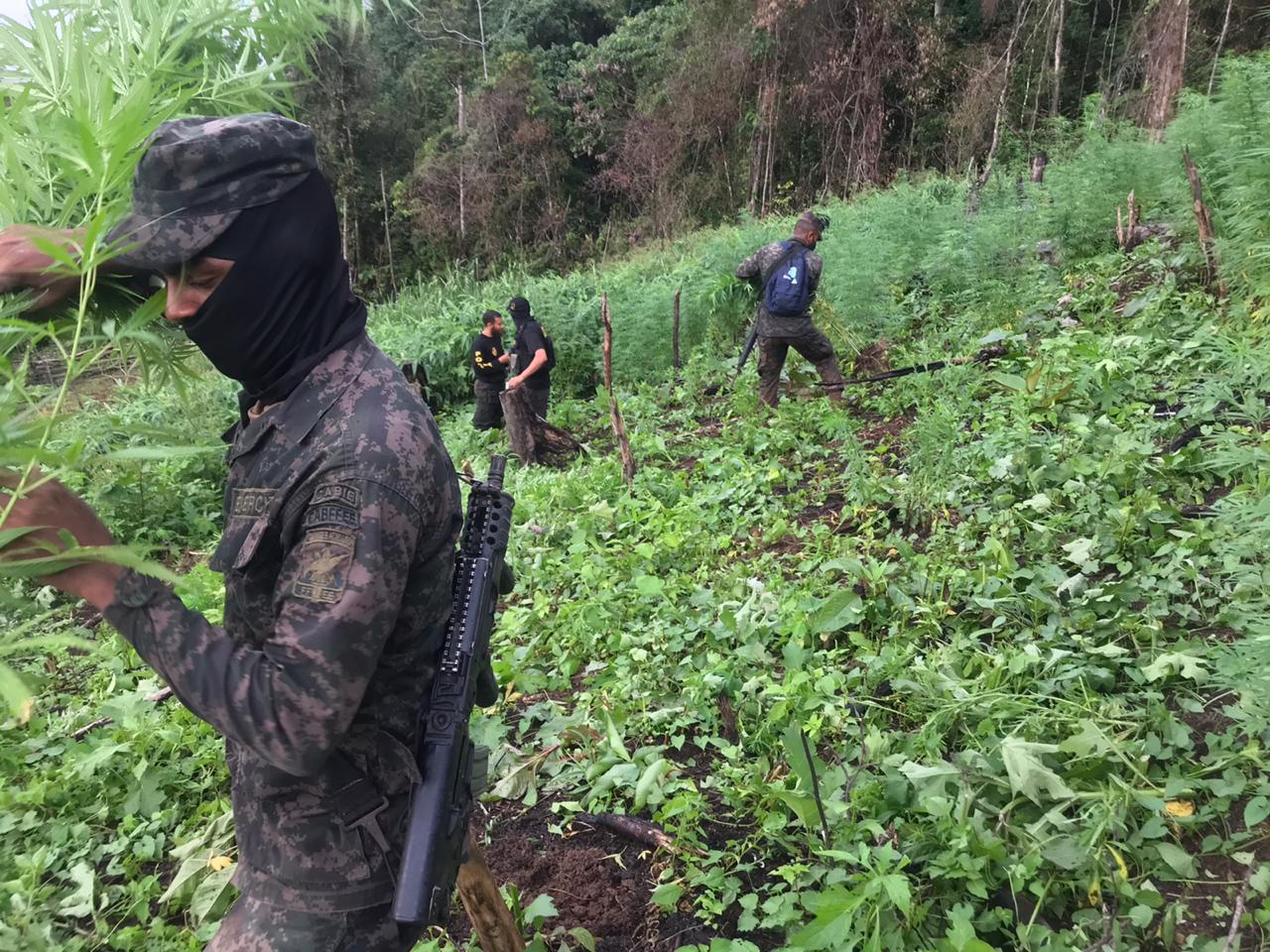 FFAA incinera varias plantaciones de marihuana en Colón
