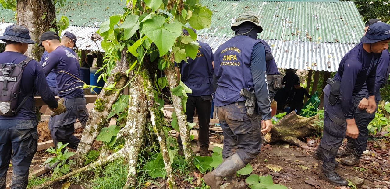 Encuentran más  arbustos de hoja de coca en Colón.