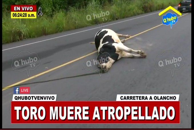 ¡Toro muere atropellado!.