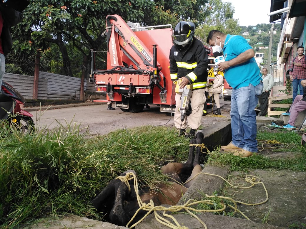 Rescatan a Yegua que cayó en una cuneta.
