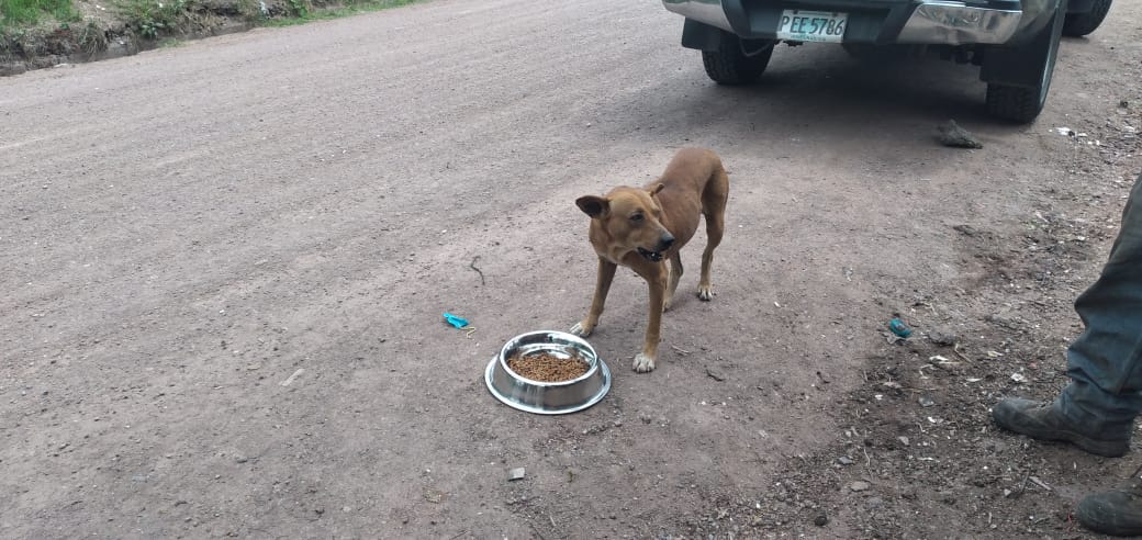 Celebramos el día del perro entregando comida a lo callejeros