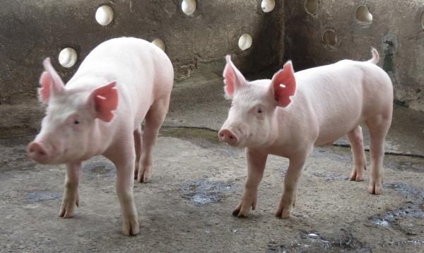 ¡Honduras expuesta al ingreso de Peste Porcina Africana!
