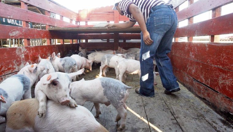 SENASA reforzará medidas en fronteras hondureñas para evitar ingreso de Peste Porcina Africana