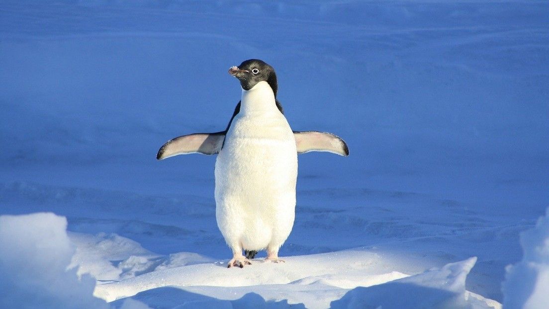 Resurge un video de un pingüino que casi queda aislado