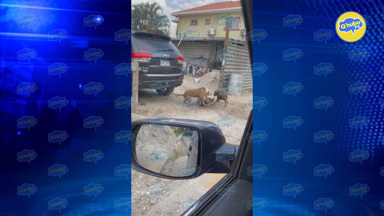 Pitbull mata a otro perro en plena vía pública